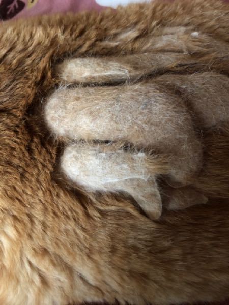 ネコの毛がかたまりになっている部分が何箇所かあります。ほぐそうと 