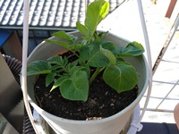 自然再生の堆肥土を作ろうと 生ごみ 野菜くず を混ぜては プラ Yahoo 知恵袋