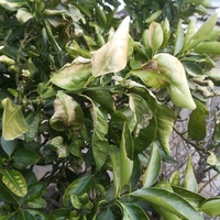 みかん伊予柑の木です
みかんは12月の末に収穫しました
最近、画像のような葉っぱになってしまいました
病気でしょうか？ それとも寒さによるものでしょうか？
ご存知の方よろしくお願いします
