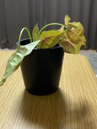 観葉植物の質問です シンゴニウムを一年ほど育てていますが 大きくなりす Yahoo 知恵袋