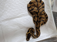 このボールパイソンのモルフを教えてください ペットショップで購入しました Yahoo 知恵袋