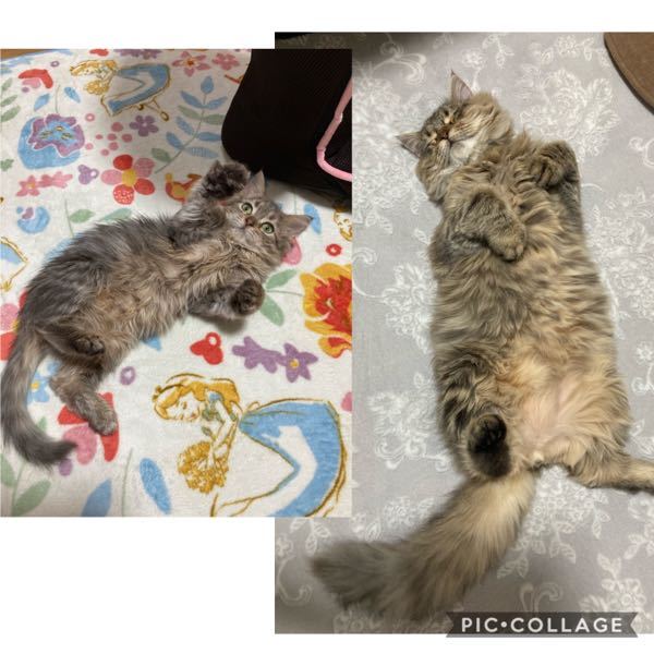 この猫はサイベリアン混ざってる様に見えますか？ - 雑種の長毛なだけ 