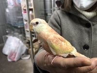 こんにちは アキクサインコのルビノーですが オス メスの区別が不明確で Yahoo 知恵袋