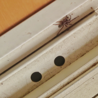 この蜘蛛はなんという蜘蛛でしょうか。 ゆっくり歩いていて、紙で誘導しながら外に逃がそうとしましたが、サッシの謎の穴へ入って行きました。
