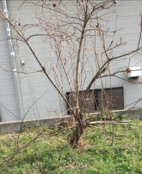 この写真に写ってる木が何の種類の樹木かわかりますか 葉が落ちていてよくわ Yahoo 知恵袋