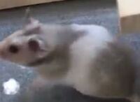 ハムスターにポップコーンをあげても大丈夫ですか この前ハムスターにあげよ Yahoo 知恵袋