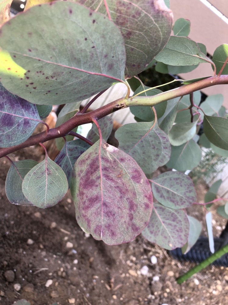 1週間ほど前から、地植えをしているユーカリポポラスの葉に紫色の斑点 