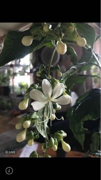 自宅の2年目のパセリですが 花が咲きました で ふと思ったんですが パ Yahoo 知恵袋