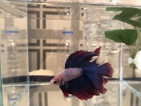 ベタのヒレが夜の間にボロボロになってしまいました 飼い始めて1ヶ月近く経 Yahoo 知恵袋