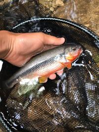 これカワムツとヌマムツどっちかわかりますか 鰓蓋に追い星がなさそう Yahoo 知恵袋