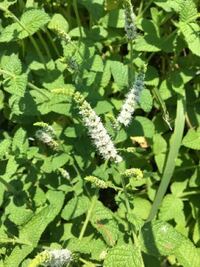 紫蘇の葉っぱが茶色になる原因と対策を教えてくださいプランターで紫蘇 Yahoo 知恵袋