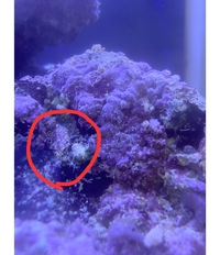 エーハイムのアクアリウムアクセサリの代用品について パイプとホースの代用 Yahoo 知恵袋