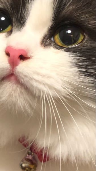 猫の眼球に傷！！！ - 今朝、猫の眼球に傷があることに気が付き 