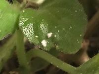 植物に虫が湧きました 室内で越冬させている植物に白い虫が湧 Yahoo 知恵袋