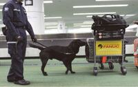 空港麻薬探知犬に 調教する際 Goodboy など Yahoo 知恵袋