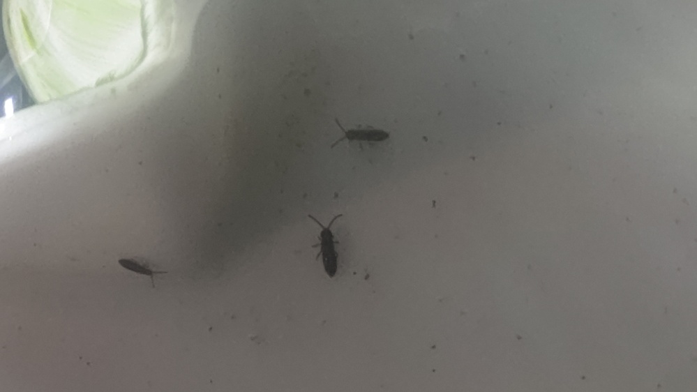シュリンプの水槽に発生したこの虫は何でしょうか 黒色で2 3ミ Yahoo 知恵袋