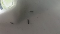 めだかの水槽の水面でピョンピョンはねる小さな虫について 教えてくださ Yahoo 知恵袋