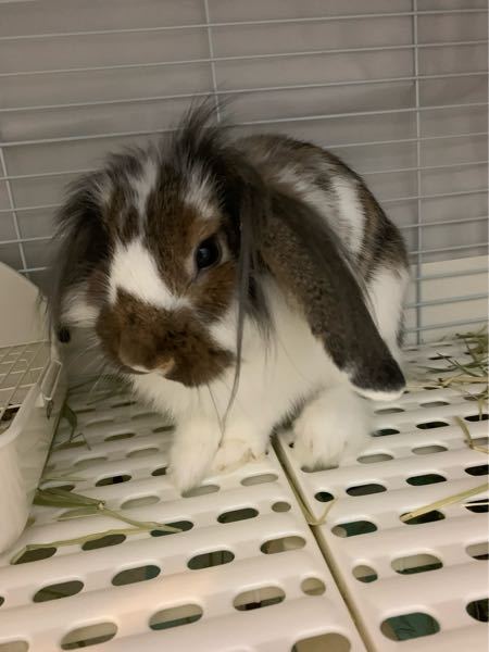 ロップイヤーなんですが ライオンロップですかね 顔の周 Yahoo 知恵袋