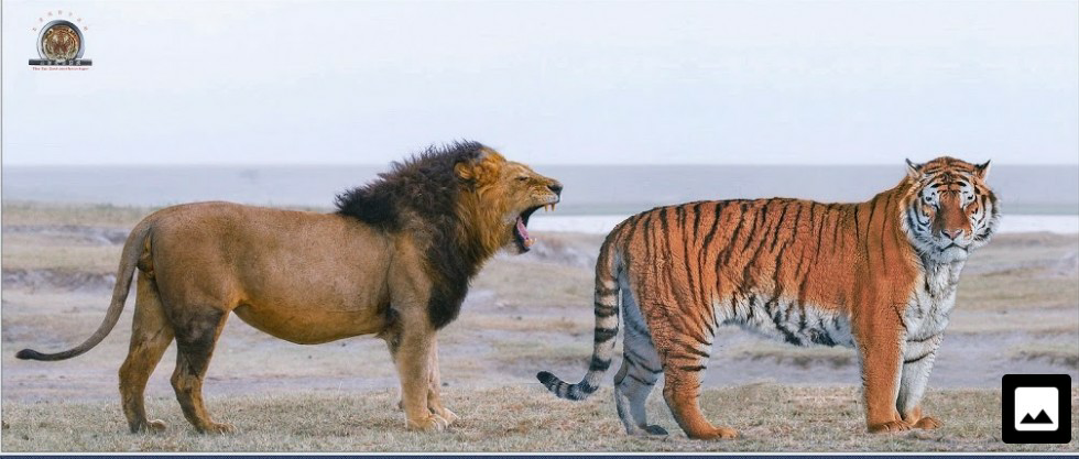 最大級個体シベリアトラ対平均的個体グリズリーならばどの様な勝負 Yahoo 知恵袋