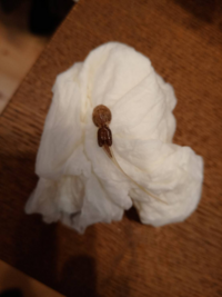 ヤリイカをさばいていたら写真のような寄生虫らしきものが胴体の表面にくっつ Yahoo 知恵袋