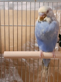 セキセイインコのお腹の膨らみ生後一ヶ月ほどのセキセイインコのヒ Yahoo 知恵袋