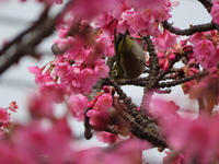 昨日 江東区の木場公園 大横川 に河津桜が咲いたので鑑賞に行き Yahoo 知恵袋