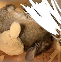 いつも僕が近づくとうさぎがゴローンと寝転ぶんですが何かこう安心 Yahoo 知恵袋