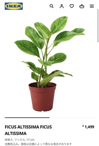 観葉植物フィカスアルテシマについて先日ikeaでフィカスアルテ Yahoo 知恵袋