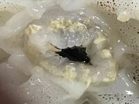 イカの精子嚢 寄生虫 スーパーで刺身用のスルメイカを購入し 肝以外の精巣 Yahoo 知恵袋
