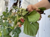 定植したばかりのイチゴの葉の外周が茶色に枯れてきてしまいました どうしたらよい Yahoo 知恵袋