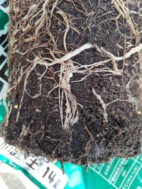 これはネコブセンチュウですか アップルキウイの苗を買ったら 一部の Yahoo 知恵袋