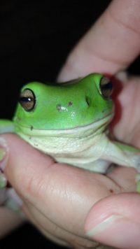 カエルの鼻の近くに虫がついてたんですけど これってダニですか Yahoo 知恵袋