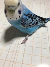 飼っているインコが時々片足立ちをします あと その際に浮かしている足 Yahoo 知恵袋