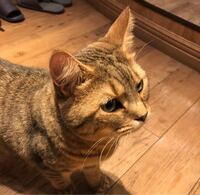 正直ガッカリ 昨日生まれてはじめて猫カフェに行きました 猫カフェの猫 Yahoo 知恵袋