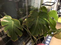 モンステラを育てていますが これは虫食いでしょうか またどの Yahoo 知恵袋