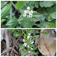 中国原産の花や植物をできるだけ多く教えて下さい また その Yahoo 知恵袋