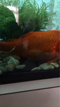金魚の白いおできはなんですか 白雲病ですか 水カビですか ガンです Yahoo 知恵袋