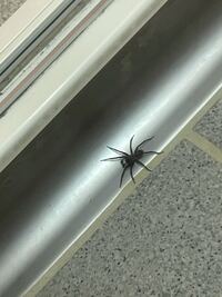 クモって 昆虫じゃないですが何類なんですか クモは ダニやサソリなど Yahoo 知恵袋