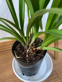 今年の春 植替えは必要ですか 先日 開花株を購入しました Yahoo 知恵袋