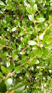 この植木の名前を教えて下さい ツゲかな と思うのですが ツゲ Yahoo 知恵袋