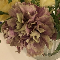 このトルコキキョウの色の名前はなんといいますか 写真のトルコキ Yahoo 知恵袋