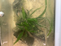 水槽にあるこの白いのは 何でしょうか ヌルヌルした白い塊ならば 飼育 Yahoo 知恵袋