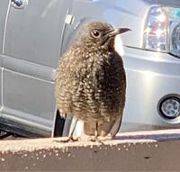 この鳥はなんという名前ですか イソヒヨドリ です Yahoo 知恵袋