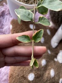 ツルニチニチソウについて 写真ではわかりづらいのですが 新芽のみ葉の周り Yahoo 知恵袋