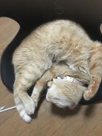 うちの猫可愛い かわいすぎる ゴロンてしててきもちよさそああああん Yahoo 知恵袋