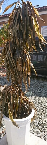 年末に頂いた観葉植物がしおれてしまいました 室内は犬が居るため廊下に飾っ Yahoo 知恵袋