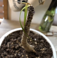 観葉植物のドラセナについてです去年の冬から段々葉が減り 新しい Yahoo 知恵袋