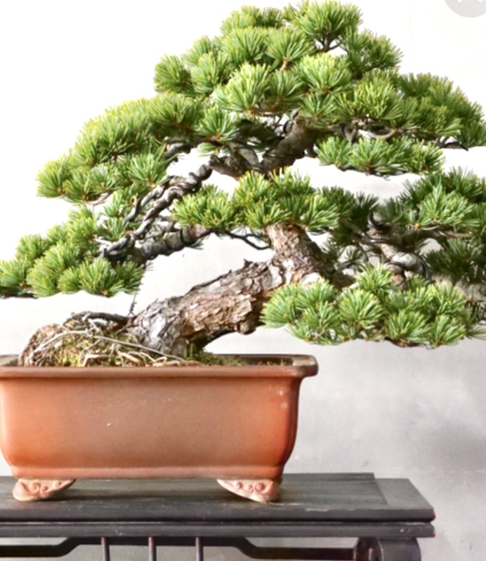 この盆栽、どうしたら↓のように背は低いまま、幹だけ太くできるの?幹