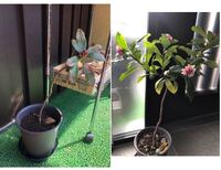 沈丁花 じんちょうげ の剪定について質問です ベランダの鉢植えで Yahoo 知恵袋