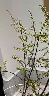 この枝物の名前がわかる方いますか アオモジです Yahoo 知恵袋